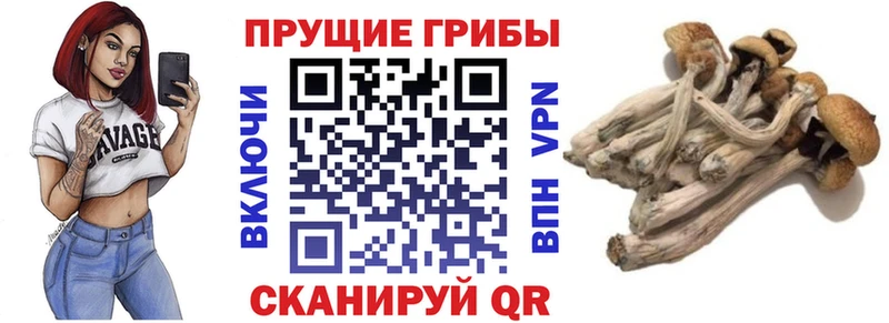 блэк спрут как зайти  продажа наркотиков  Будённовск  Псилоцибиновые грибы Cubensis 